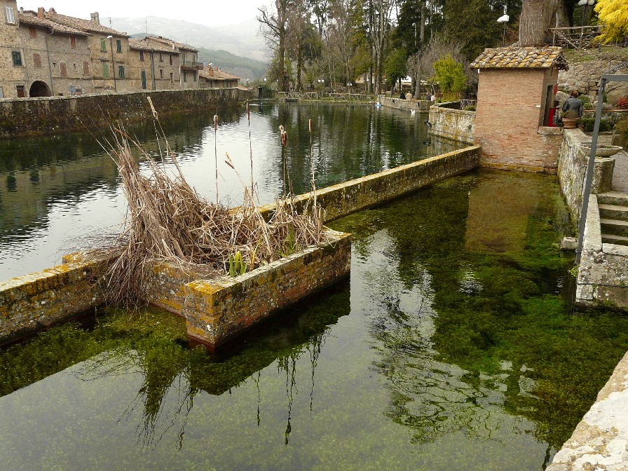 Pianta acquatica da determinare